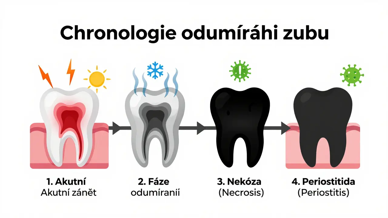 Jak dlouho trvá odumření zubu? Příznaky, rizika a co dělat při bolesti předních zubů